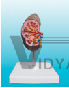 The dissection model of mini kidney